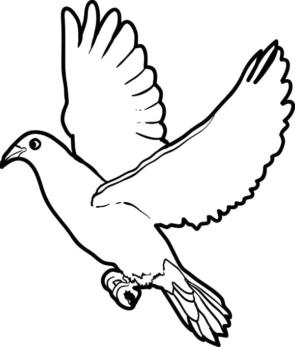 600x705 Dove Drawing Cartoon For Free Download