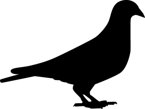 491x368 Dove Free Vector Download