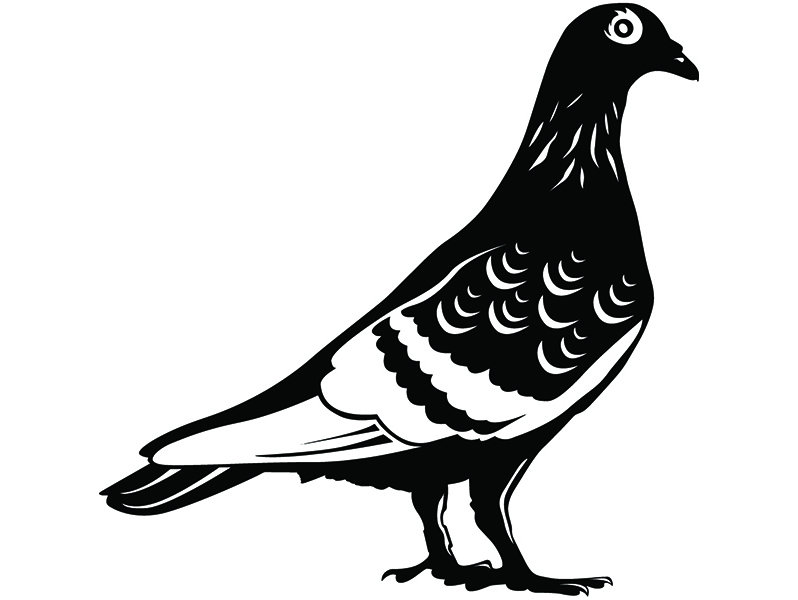 798x600 Pigeon Pet Homing Bird Wildlife Topical Domestic Peace Beak Etsy