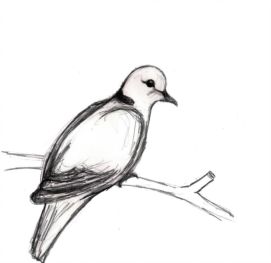 908x880 Dove Drawing