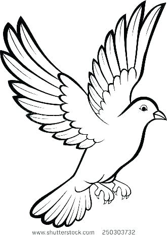 Dove Drawing Outline | Free download on ClipArtMag