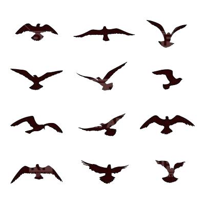 400x400 Bird Outlines Images Of Dove Outline Template Drawing Hummingbird