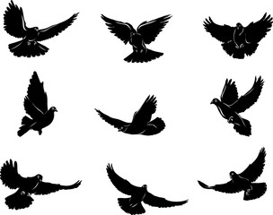 304x240 Dove, Flying Dove Black And White Image, Options Image, Vector