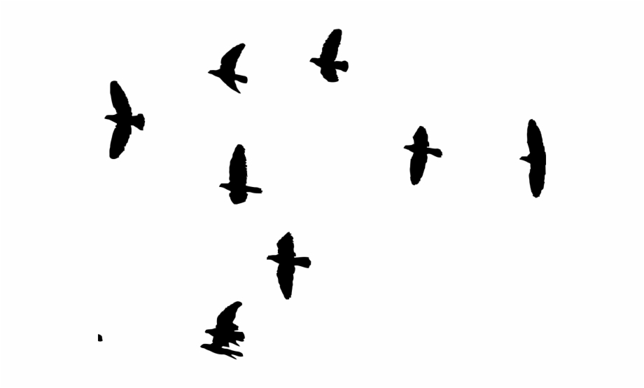 920x554 Dove Clipart Dove Bird