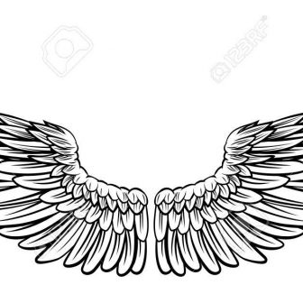 336x336 Drawing Bird Tutorial Wing Outline Open Reference Easy To Spread