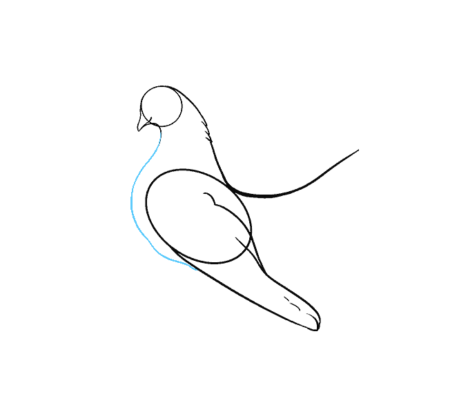 678x600 How To Draw A Dove In A Few Easy Steps Easy Drawing Guides