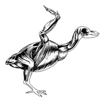 350x338 Dragon Design