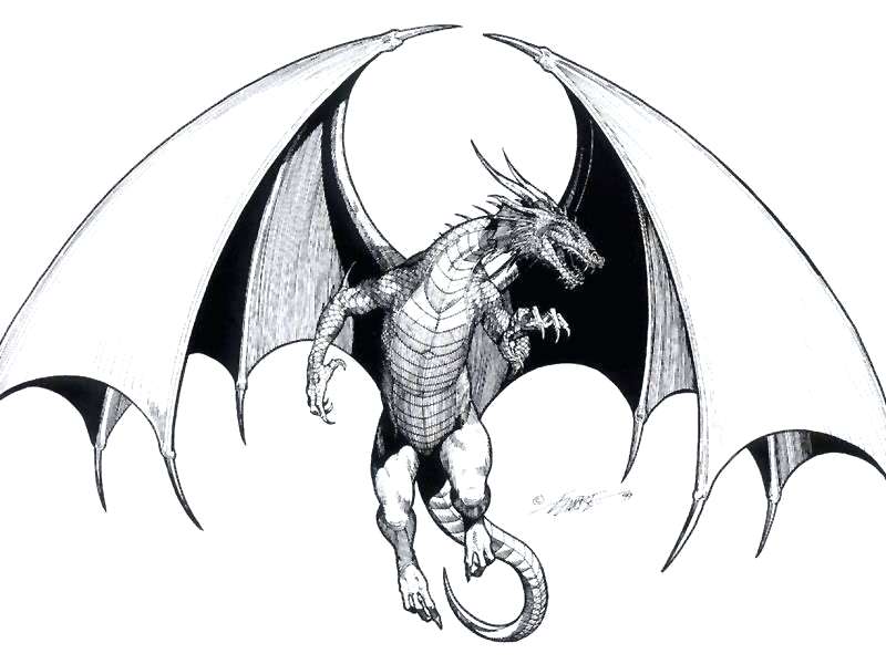 800x600 How To Draw A Dragon In Flight The Rather Cool Dragon Club Not