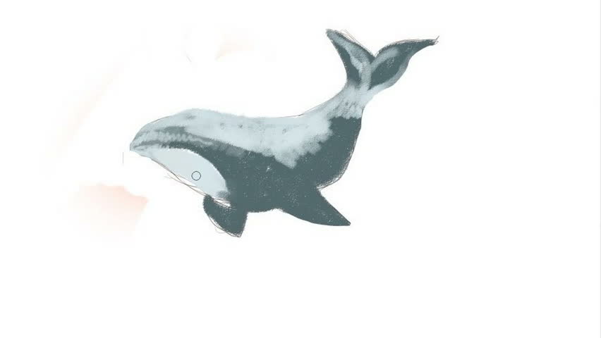 852x480 Drawing We Draw A Killer Whale Time Lapse