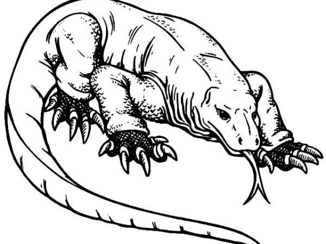 640x480 Komodo Dragon Clipart Drawing
