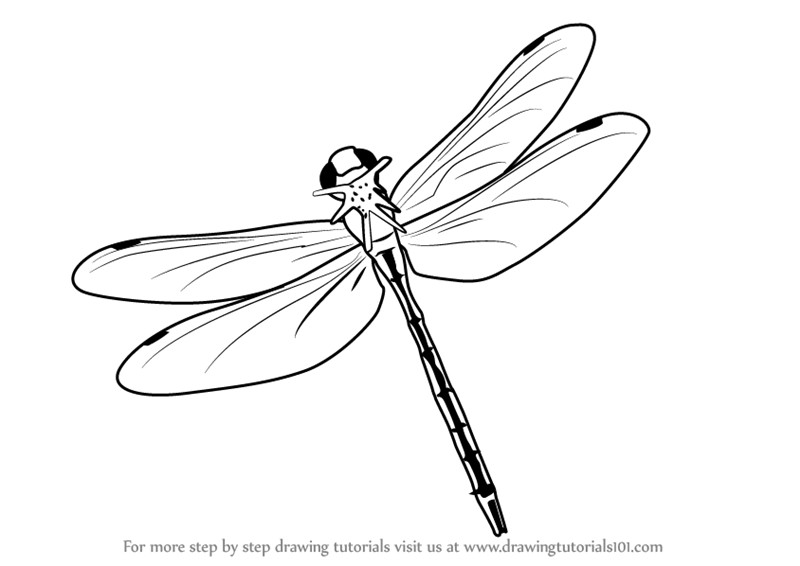 800x566 Dragon Fly Drawing