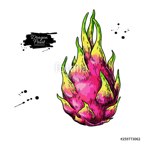 500x500 Dragon Fruit Vector Drawing Hand Drawn Tropical Food Illustration
