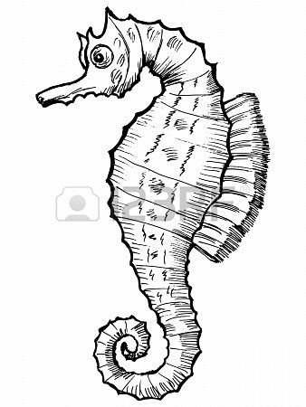 338x450 Hand Drawn, Sketch, Cartoon Illustration Of Sea Horse Clay