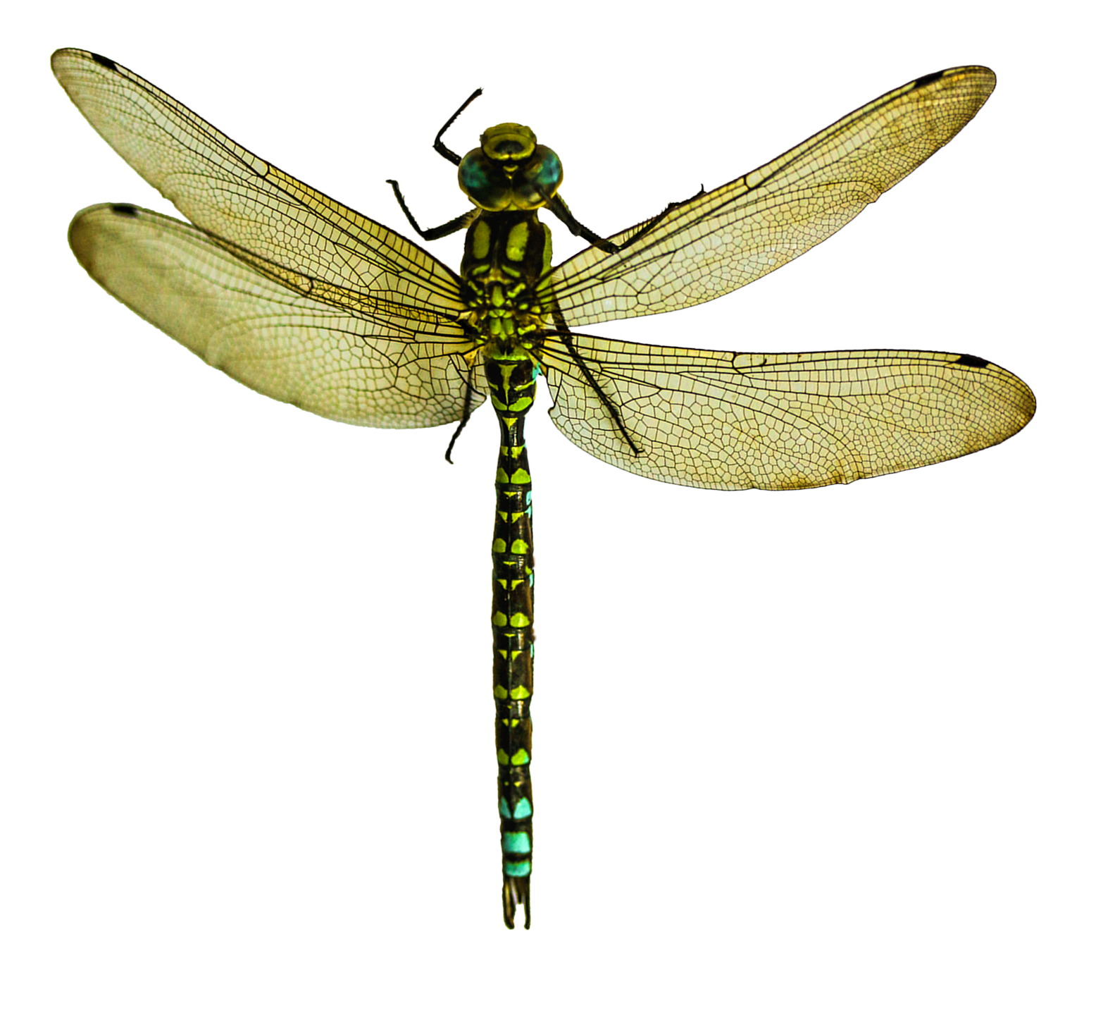 1583x1440 Habitat Drawing Dragonfly Transparent Png Clipart Free Download