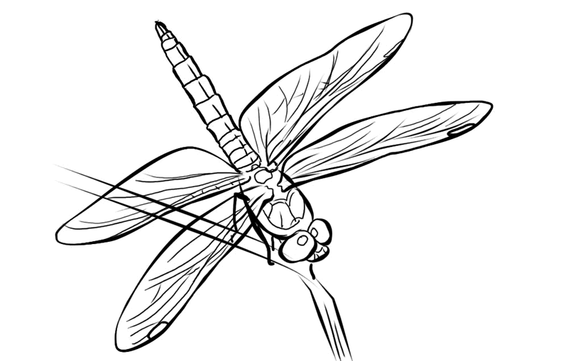 800x509 How To Draw A Realistic Dragonfly