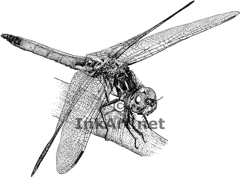 800x591 Dragonfly Drawing Blue For Free Download