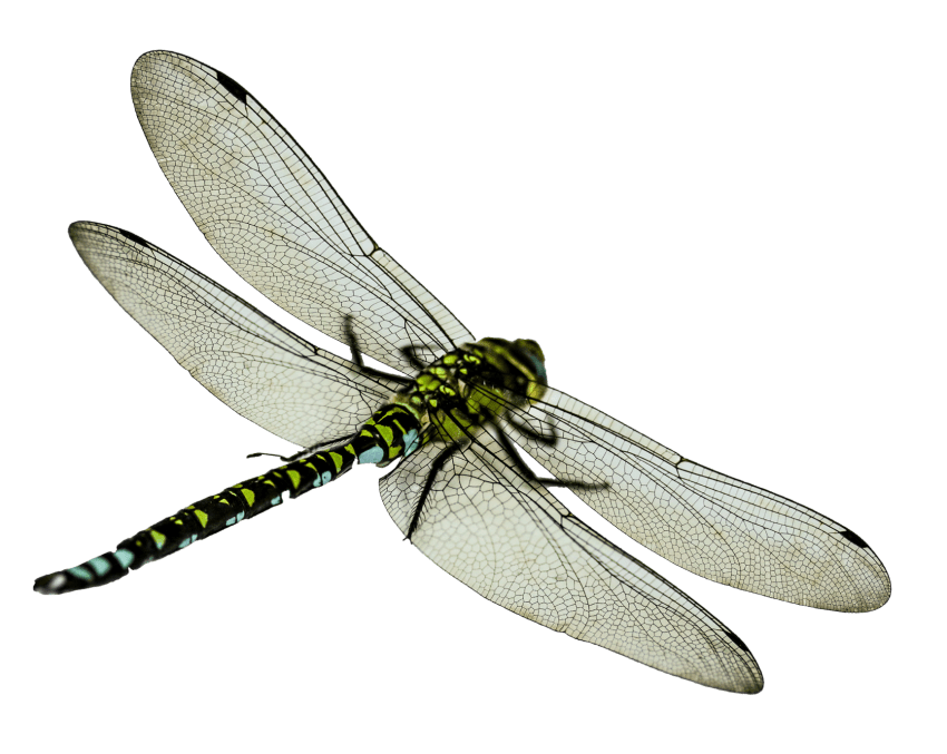 850x677 Collection Of Free Dragonfly Drawing Pencil Download On Ui Ex