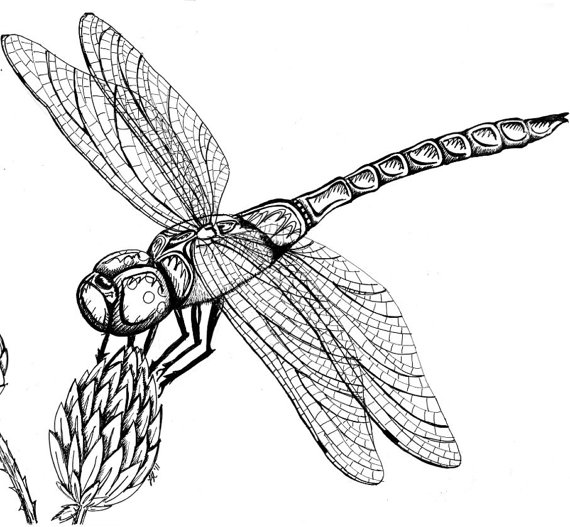570x527 Drawings Of Dragonflies Clip Art