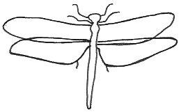 260x161 Pencil Dragonfly Drawings