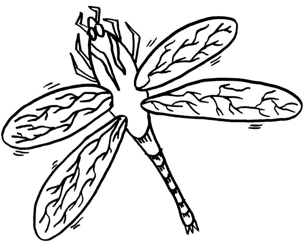 1024x813 Dragonfly