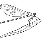 Dragonfly Line Drawing | Free download on ClipArtMag