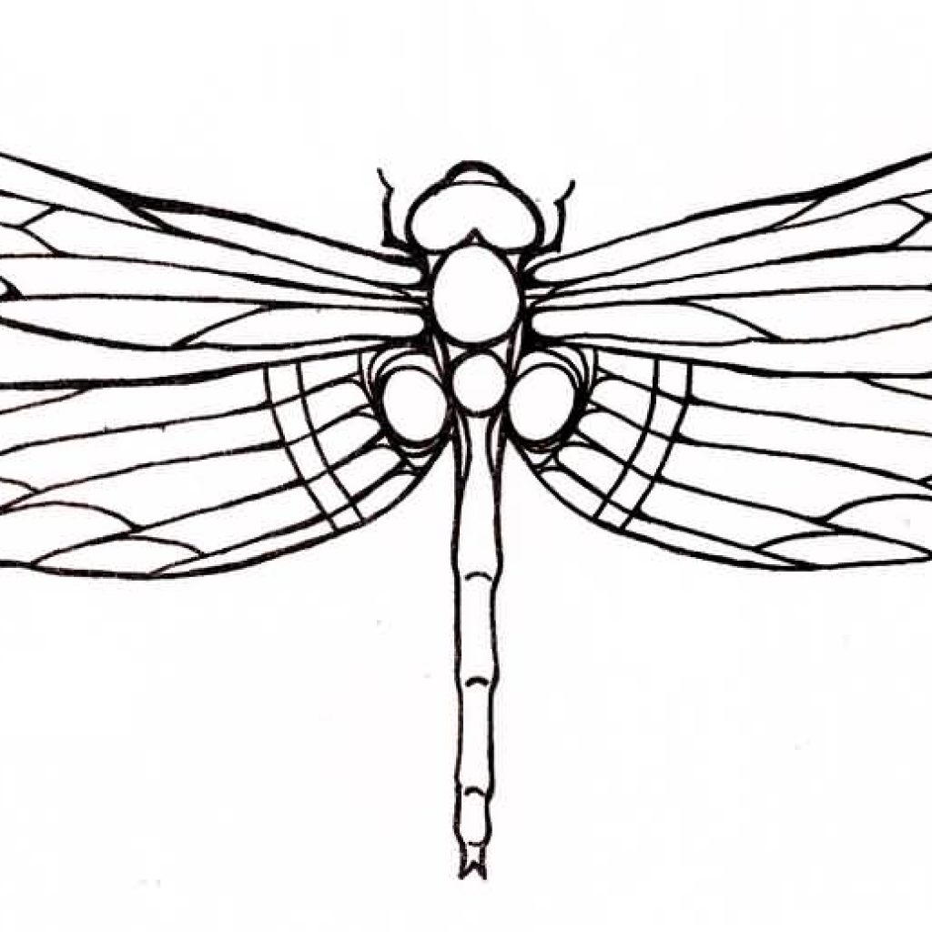 Dragonfly outline