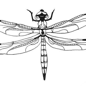 Dragonfly Line Drawing | Free download on ClipArtMag