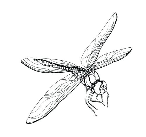 Dragonfly Line Drawing | Free download on ClipArtMag