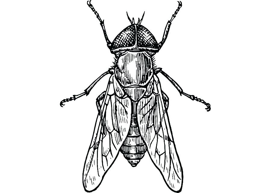 900x640 Drawings Of Insects How To Draw A Beetle Step Line Drawings