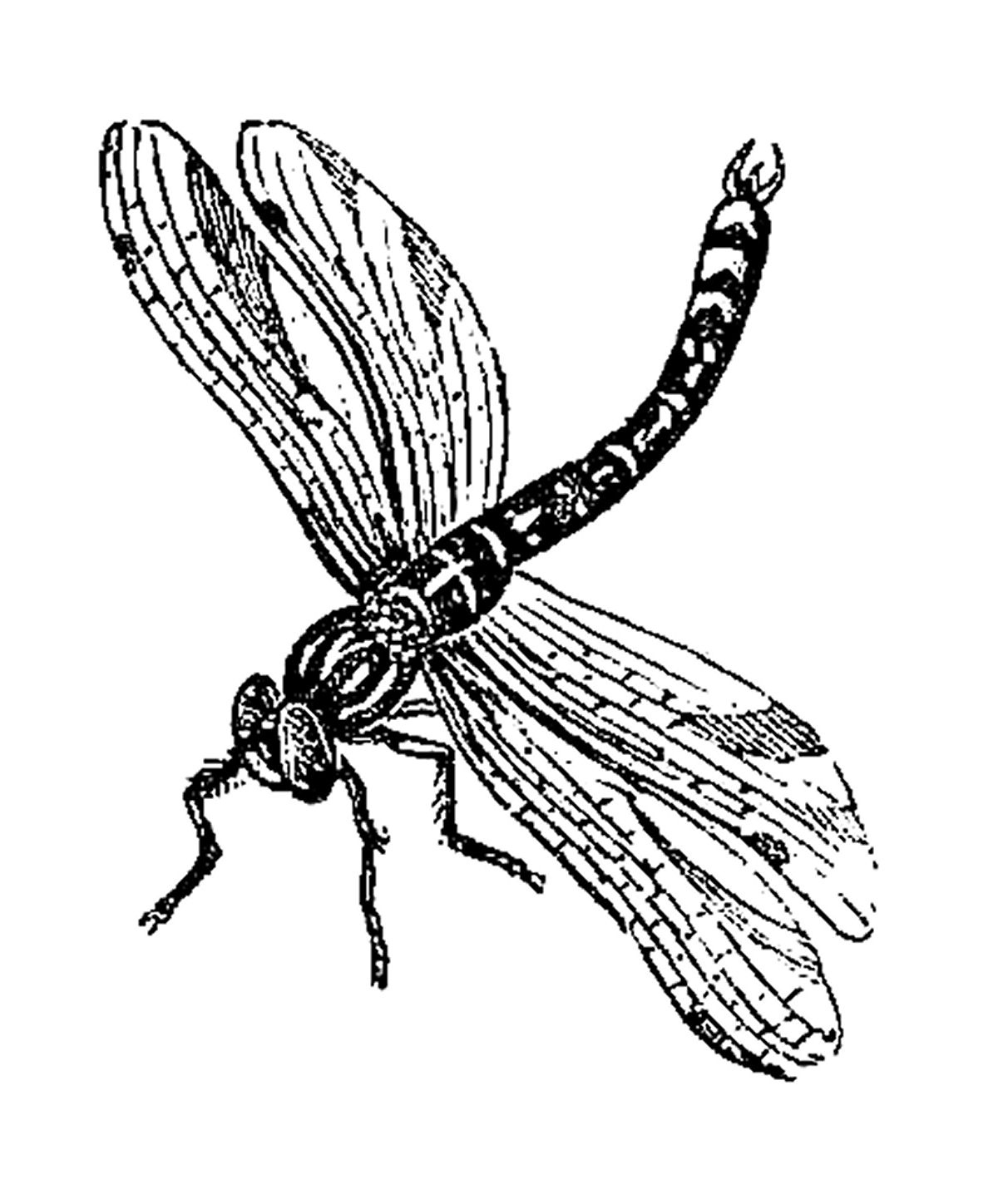 1200x1448 Drawn Dragonfly Clip Art