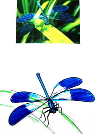 333x448 How To Draw A Damselfly
