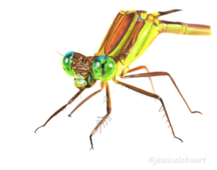 307x240 Pastel And Colored Pencil Drawings Jessica Lebo Art