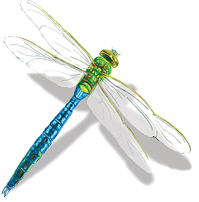400x407 Collection Of Free Dragonfly Drawing Colored Pencil Download On Ui Ex
