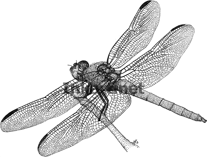 Dragonfly Scientific Drawing