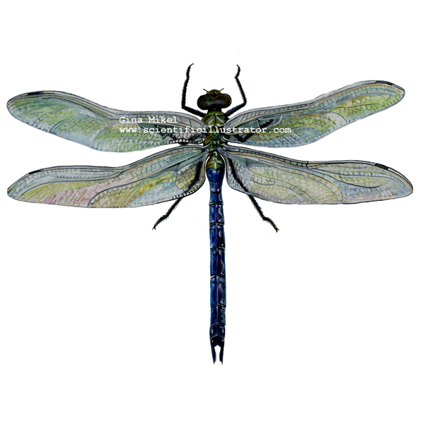 600x600 Dragonfly Scientific Drawing