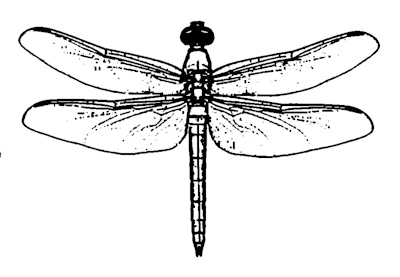 400x277 Friday Scary Myths About Dragonflies The Dragonfly Woman