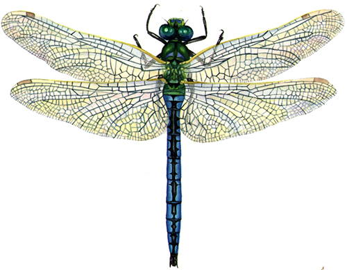 500x389 Natural History Illustrations Of Dragonflies