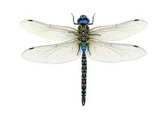 236x162 X Dragonflies