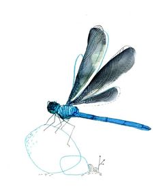 Dragonfly Scientific Drawing | Free download on ClipArtMag