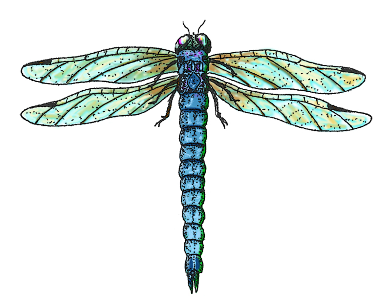 Dragonfly Wings Drawing Free download on ClipArtMag