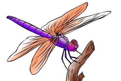 400x267 Drawing Insects Dragonfly Transparent Png Clipart Free Download