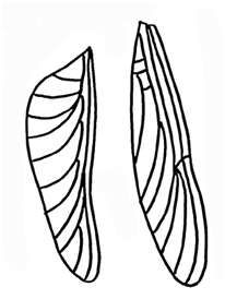 206x274 Image Detail For Dragonfly Wings Pattern Fantasy Artwork