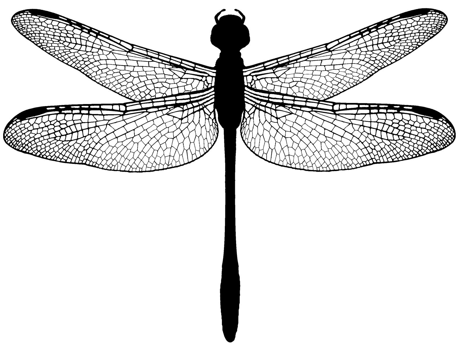 1600x1200 Dragonfly Illustrator Exercise In Dragonfly Tattoo