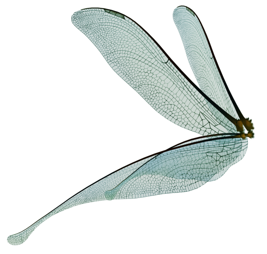 916x872 Collection Of Free Dragonfly Drawing Wing Download On Ui Ex