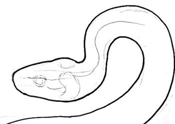 351x250 How To Draw A Grass Snake