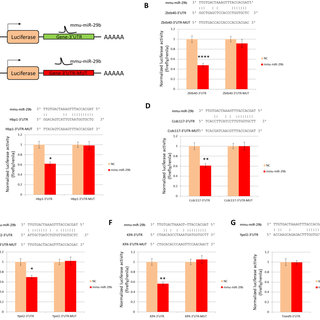 320x320 luciferase reporter analysis of mir targets a schematic