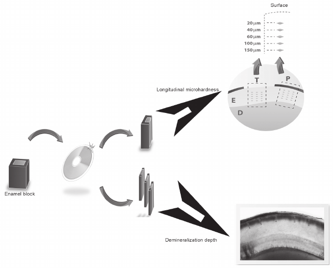680x548 Schematic Drawing Of The Specimens For Analysis Of Longitudinal