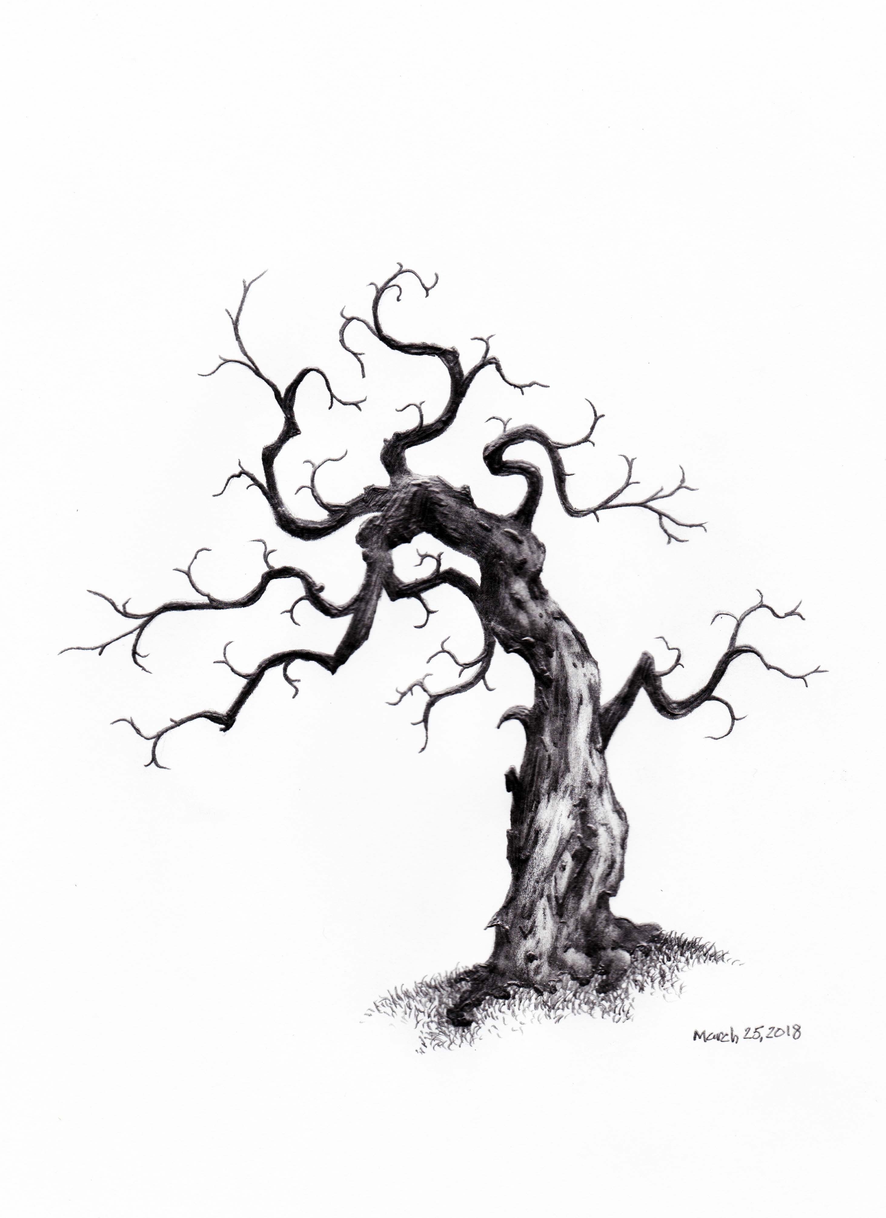 2925x4020 Daily Tree Sketch