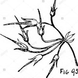 250x250 Creative Composition Drawing Any Background Animals Colour Dynamic