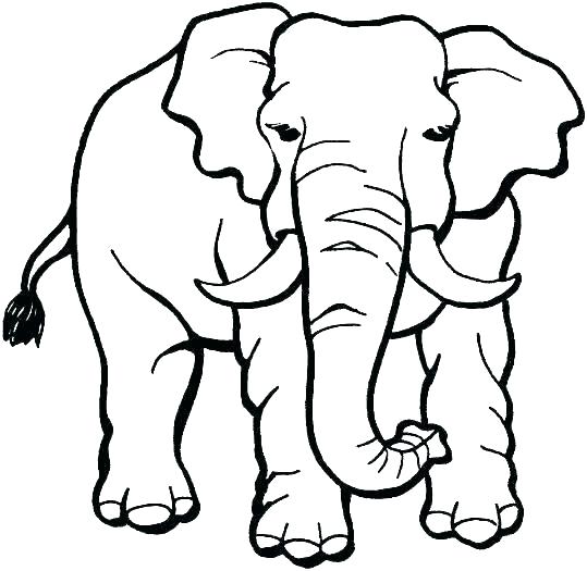 539x525 African Animals Coloring Pages Pdf Safari Animal Coloring Pages